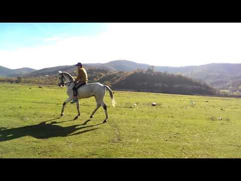 pankisi / ჩანჩქერი  / Арабский Скакун / Arabian Horse / არაბული ცხენი